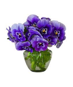 Purple pansies in vase