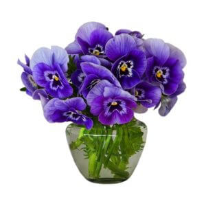 Purple pansies in vase