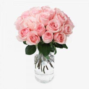 25 light pink roses