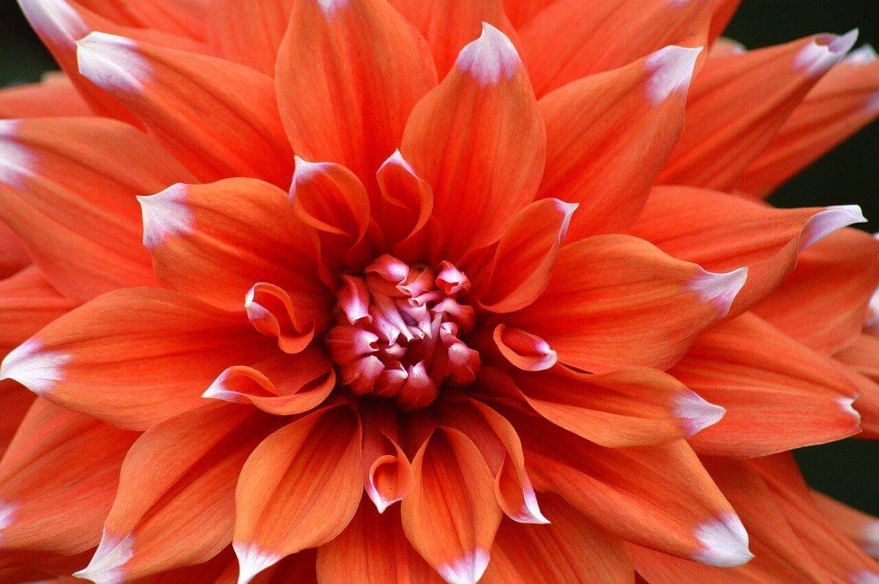 dahlia, red flower, flora-8185280.jpg