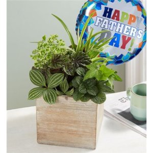 Dishgarden For Dad In Rustic Cube With Balloon