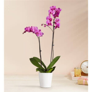 Double Purple Orchid Plant