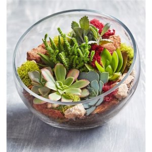 Glass Succulent Terrarium