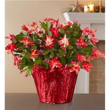 Christmas Cactus - Flower Shop Lilac