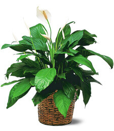 Garden Spathiphyllum