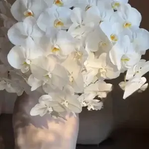 Elegant Orchid Arrangement - Lilac Florist